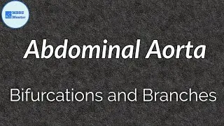 Abdominal Aorta | Blood Vessels Anatomy | MBBS Mentor