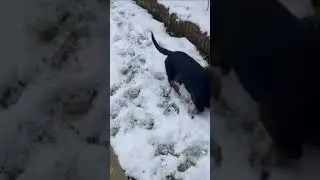 Crazy dog! #dachshund #doxielife #eatingchallenge #puppy #funnypetsounds #sausagedog