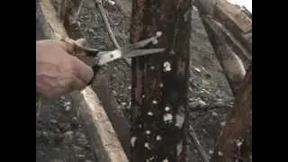 Cultivo del Shiitake en Chile