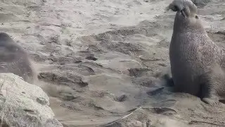 Battle to the Death between Two Bull Elephant Seals