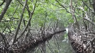 Mangrove Tunnels Excursion | Jonesville, Roatan