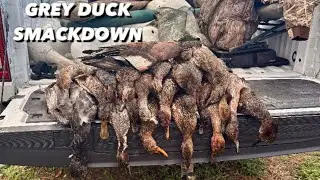 Grey Ducks in the Rice (Bootheel Missouri)