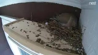 Mourning Doves, Season Two: Egg is hatching (real time)