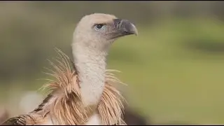 From persecution to protection: Restoring Griffon Vulture populations