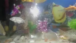 Fish care Oscar Goldfish Temple Molly Tiger bar Piranha red tail shark