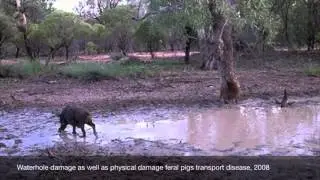 Introduced animals in Australia