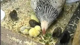 Naturbrut Küken Schlotterkämme  Glucke  Hühner Hühnerstall