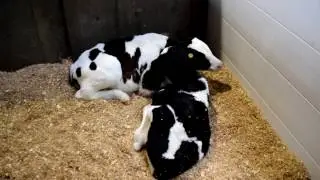 IoT Livestock Management System