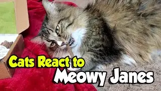 Cats react to Catnip, Silvervine and Valerian from Meowy Janes !