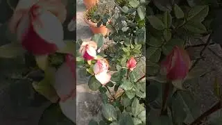 Duch Delight Rose 🌹 &hearts;️ #gardening #viral #shorts #fun