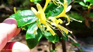 Madressilva Perfumada - Como Minha Mudinha Est&aacute; Ficando. Madressilva - Lonicera Japonica.