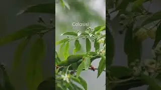 A colasisi (Philippine hanging parrot) feeding on an anabiong tree #Maligcong, #Bontoc #maligcong