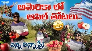 అమెరికాలో ఆపిల్ తోటలు - ఎన్ని ఆపిల్స్ తిన్నా ఫ్రీ!! USA Apple Picking | Michigan Gala |