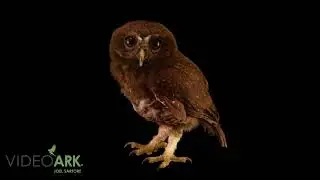 A speckled boobook (Ninox punctulata) from a private collection in Jakarta, Indonesia.
