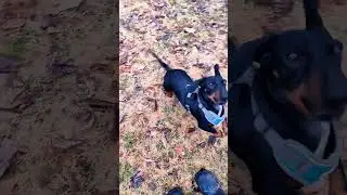 сыночка-картиночка 😄   #dog #dogs #собака  #pets #live #life #жизнь  #топ #humor #юмор  #rils #love