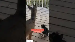 Beautiful Friends #shorts #youtubeshorts #animalshorts #animallover @Gyanibabajee1