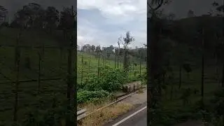 Nadukani#nature#travel#ooty#tamil#tamilsong#tamilnadu#kerala #gudalur#ytshorts