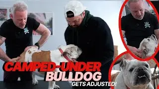 Senior BULLDOG with Camped-Under Legs Begins Her Healing Journey 🐾