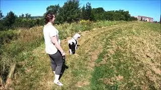 BAT 2.0  Giving Dogs Control-ability and Empowerment