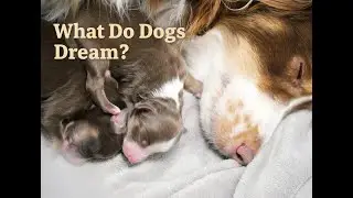 What Do Dogs Dream About? A Scientific Look