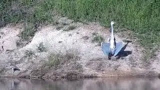 Djuma: Water Thick-knee along with Grey Heron sunning itself - 16:44 - 03/03/2023