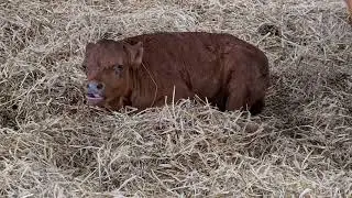 Tatton Park Farm