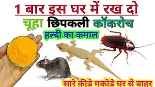 हल्दी में सिर्फ 1 चीज डालते ही घर में 10 साल तक एक भी मच्छर, छिपकली, चूहा, कॉकरोच नहीं आएंगे 👍
