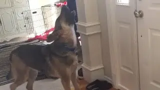 German Shepherd Howl