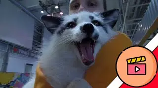 Фестиваль домашних лисиц | FOX FAMILY FEST 2022