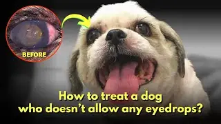 How to treat a dog who doesn't allow any eye drops? - Episode 22
