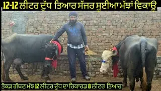 #ਤੋਕੜ ਗੱਬਣ ਮੱਝ ਸੱਜਰ ਸੂਈਆ ਮੱਝਾਂ ਵਿਕਾਊ ਜਾਇਜ ਰੇਟ  3 animals for sale #best #qulity #top #bufflo #sale 