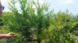 Nar, Ağa&ccedil;larınızı, Sakın, Kesmeyin, S&ouml;kmeyin, Neden, Ni&ccedil;in, Nasıl,olur, Nedir, Ne Yapılır, Ağa&ccedil;