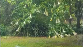 Rain Sounds.  For Sleeping   99% Instantly Fall Asleep With Rain And Thunder Sound At Night