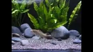 Amia calva aka bowfin