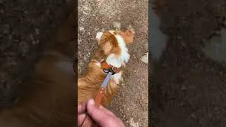Leash your dogs 🙂 #dogsofyoutube #toller #cutedogs #hikingwithdogs #biothane #doggear #hike #happy
