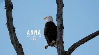 We Found A Short Eared Owl & A Bald Eagle!