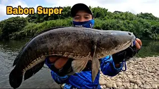 Mengejutkan..!! Casting gabus moster di Taiwan