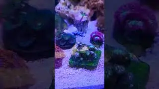 Aqu&aacute;rio Marinho Nano Reef 72 litros....... Segue aqui.....