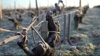 Bordeaux 2014: Vintage Summary