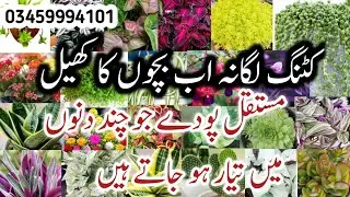 How To Grow Permanent Plants From Cutting In February/Hanging Plants/Plants Grow fast by cutting 