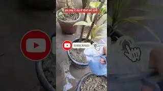 इस तरह दें ठंड में पौधों को पानी #shorts #paani #water #plants #viralshorts #garden #flowers #green