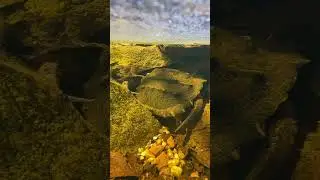 What Alligator Snapping Turtles Do In Winter