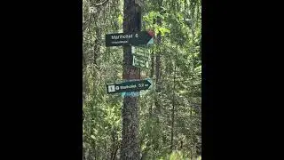 Stisykkel gjennom skogen