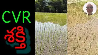 CVR శక్తి - నూకల తో వరి సాగు #ChinthalaVenkataReddy #padalagoutham 