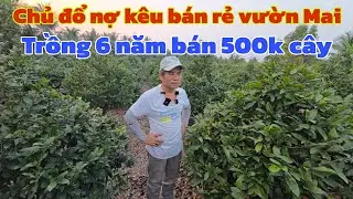 Chủ đổ nợ kêu cứu bán rẻ vườn Mai trồng 6 năm giá chỉ 500k hoành to chi tàn đẹp 