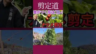 [Jujube pruning] These are the branches that bear fruit! #Pruning method #Care for garden trees #...