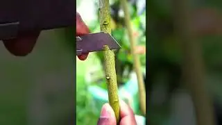 #Amazing #Air #Layering #Citrus #Fruiting #Tree #Video #Shorts