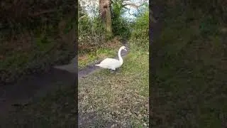 Unusual swan's behaviour: he cleans up the forest ? Nature video #birds #nature