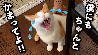 【甘えんぼ猫】嫉妬…？ママが別猫の名前を呼んだらブチキレる猫