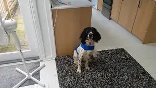 Termite Detection Dogs